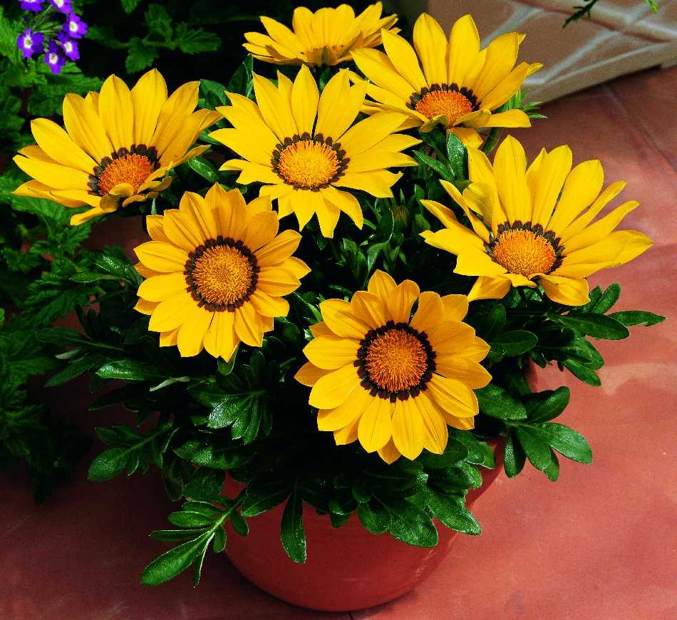 Gazánia - New Day® - YELLOW kv.10,5cm