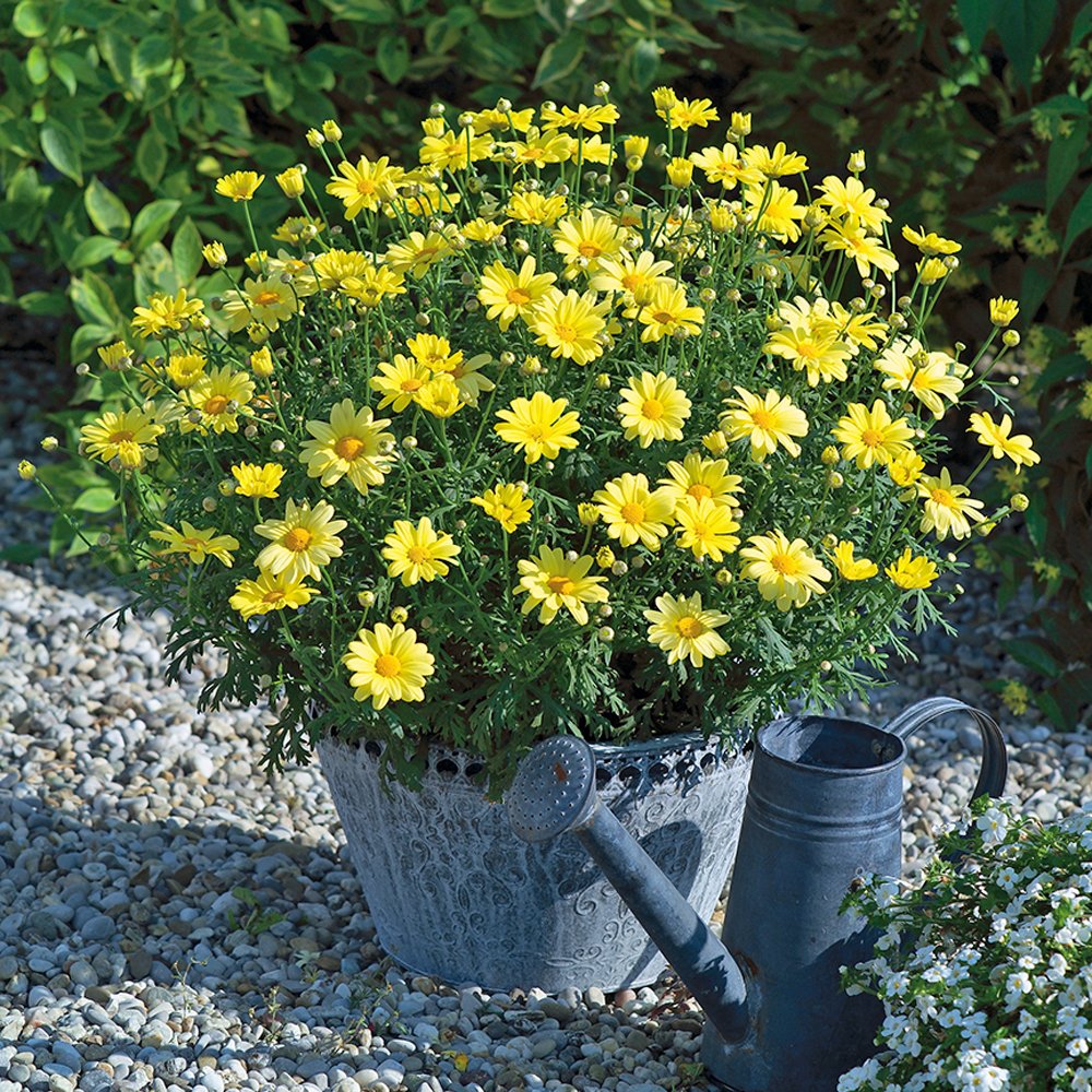 Argyranthemum - Santorini™ Yellow Impr.