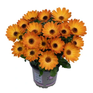 Osteospermum - Margarita Orange Flare 2024
