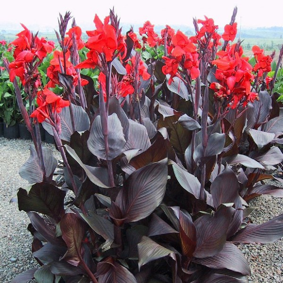 Kanna - Canna Cannova BRONZE RED