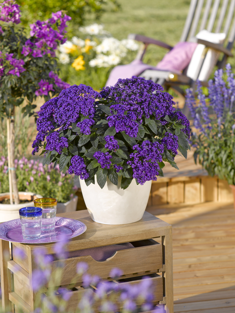 Heliotropium - VANILLA SKY DARK BLUE