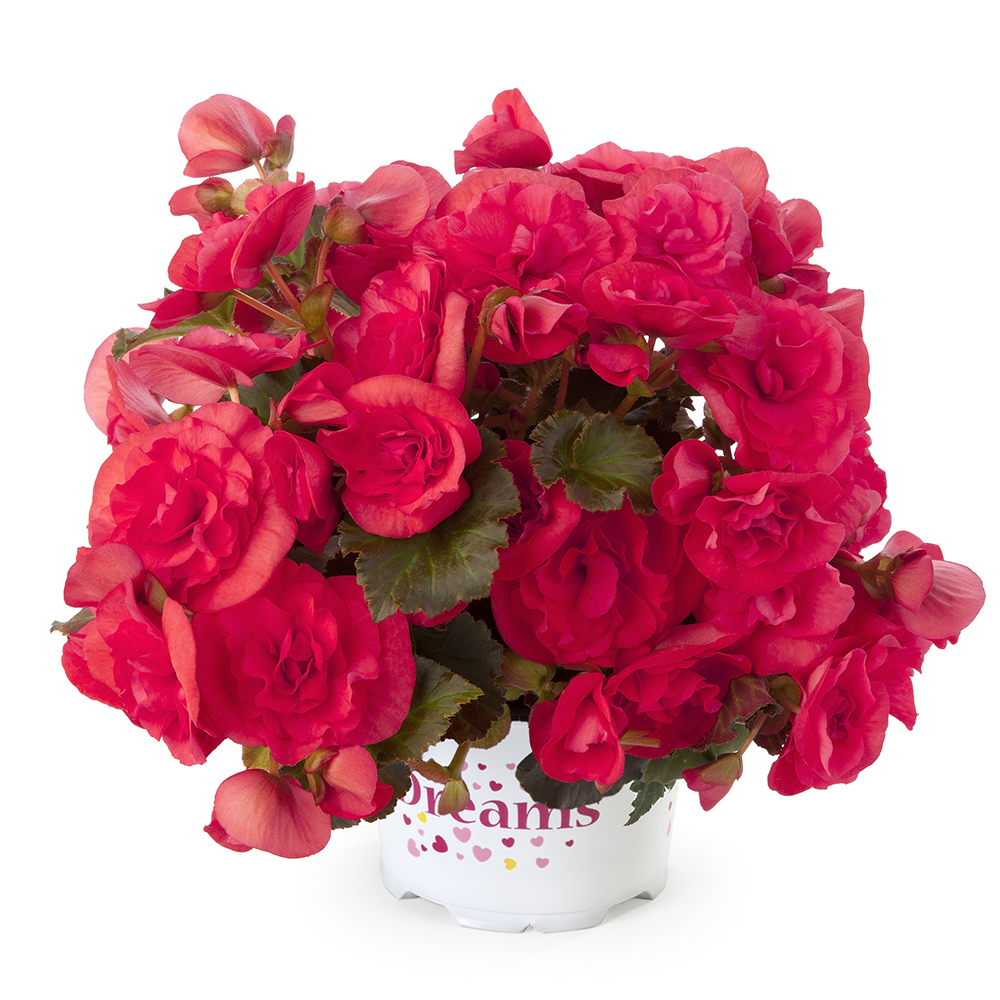 Begónia hybridná ´SOLENIA PINK®´