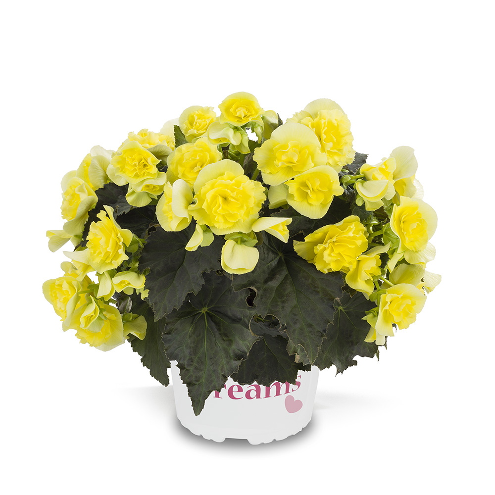 Begónia hybridná ´SOLENIA YELLOW®´