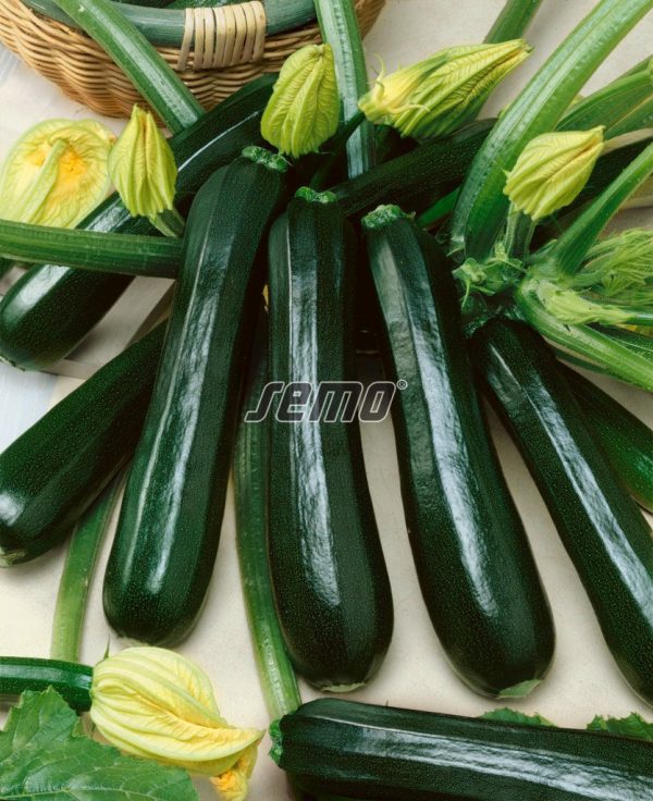 CUKETA MODENA F1 kv. 9 cm -1ks