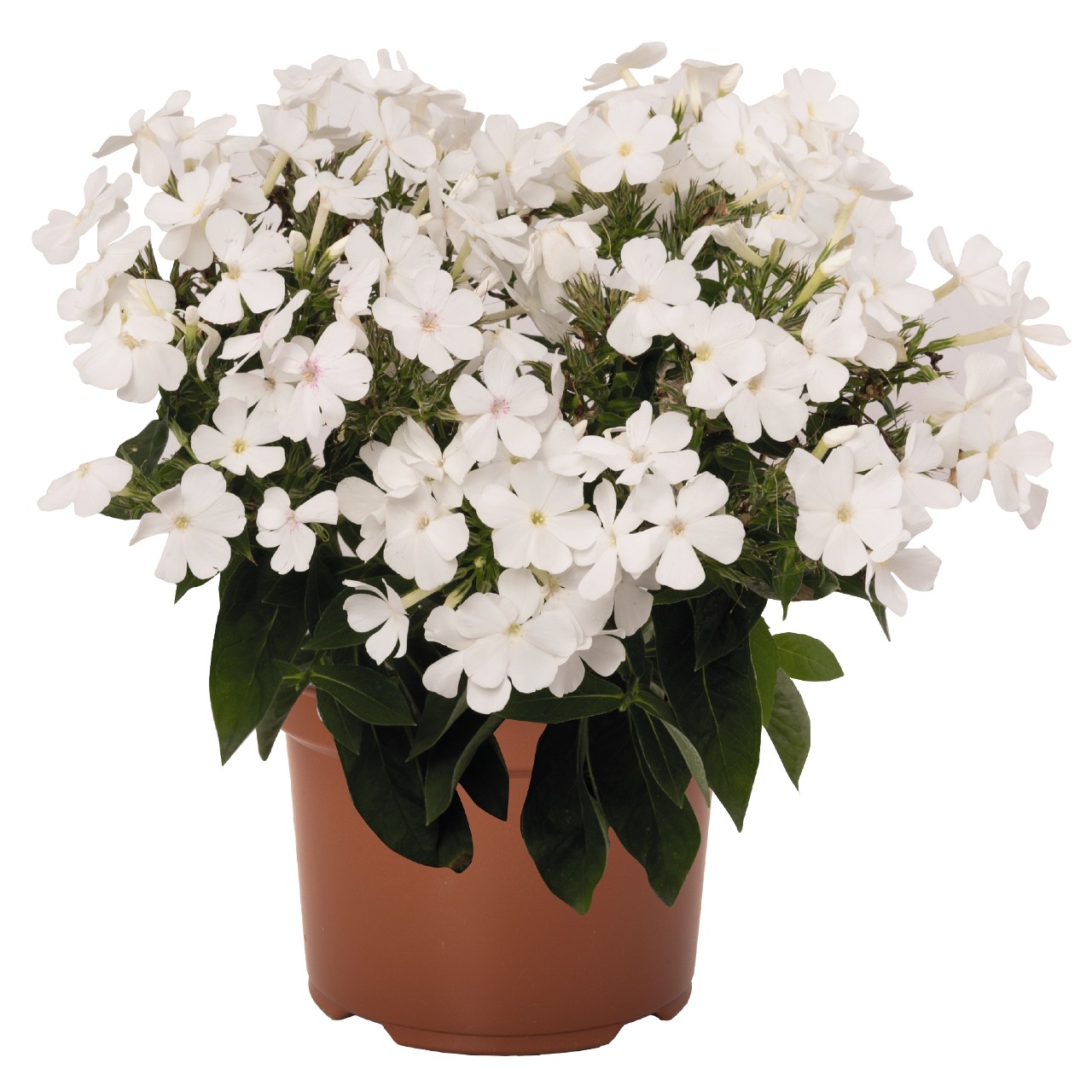 Flox metlinatý - Flame PRO®White kont.0,5 l (12cm)