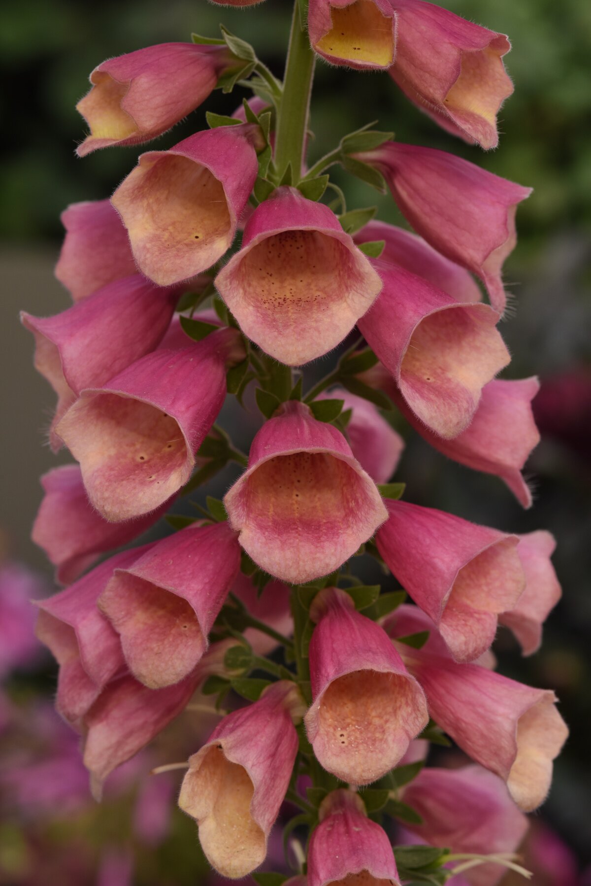Digitalis - Arctic Fox 2,5 l /19 cm