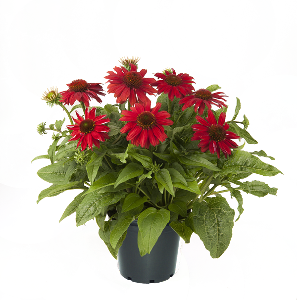 Echinácea - Lakota® Red kont. 0,5l (12 cm)
