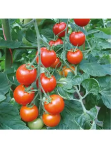 KOKTAILOVÉ PARADAJKY "BEJBINO F1" kv.9cm 1ks