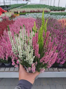 Vres obyčajný ´TRIOGIRLS ružová, biela, zelená´ kv. 14 cm