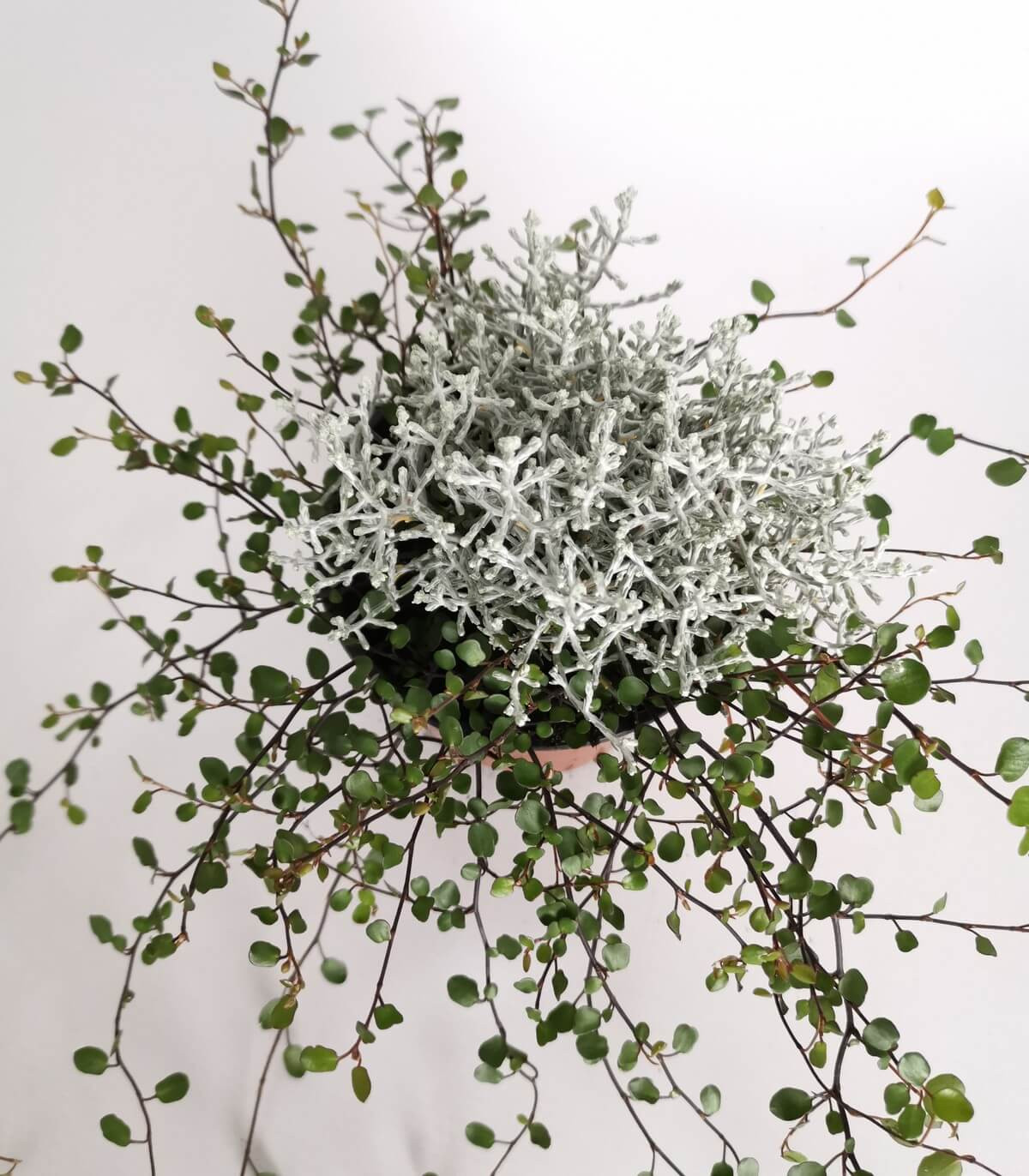 Duo "Calocephalus 'Brownii' / Muehlenbeckia" 12 cm