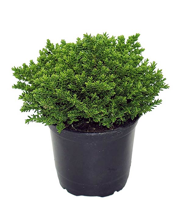 Hebe ´GREEN GLOBE´ 11 cm
