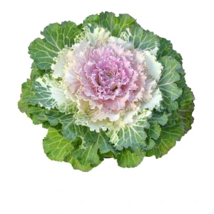 Okrasná kapusta zeleno-ružová hladký list 10,5 cm
