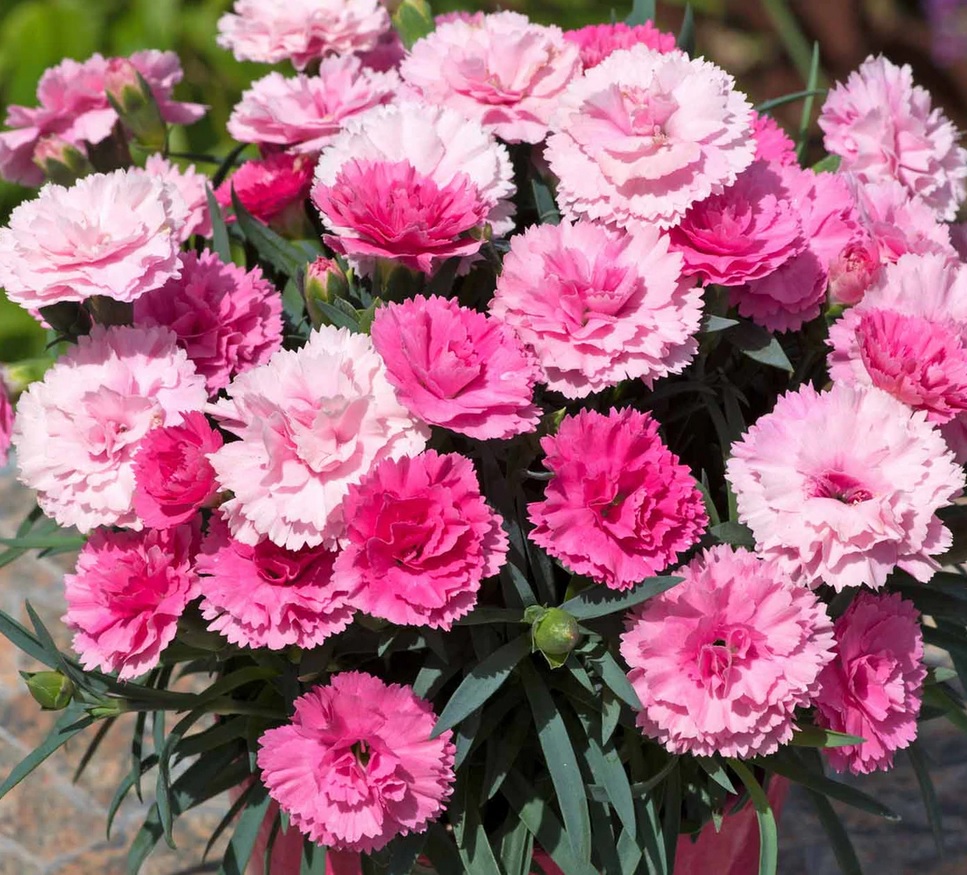 Dianthus ´I love YOU´