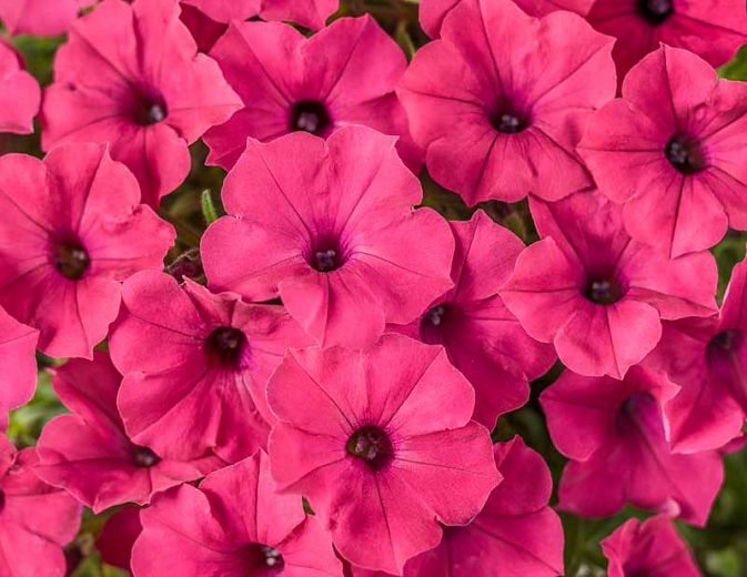 Petunia SUPERTUNIA® VISTA™ Fuchsia®