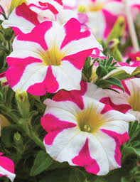 Petunia - Amore®PINK HEART