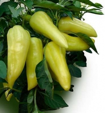 PAPRIKA "PROMONTOR F1" 1 ks