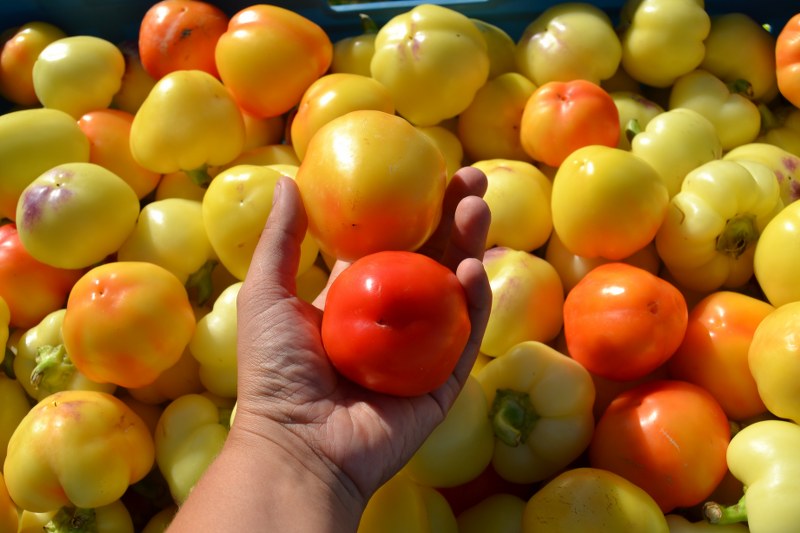 PAPRIKA JABĹČKOVÁ SLADKÁ  10 ks