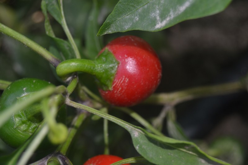 PAPRIKA KORAL - FEFERÓNY 1ks
