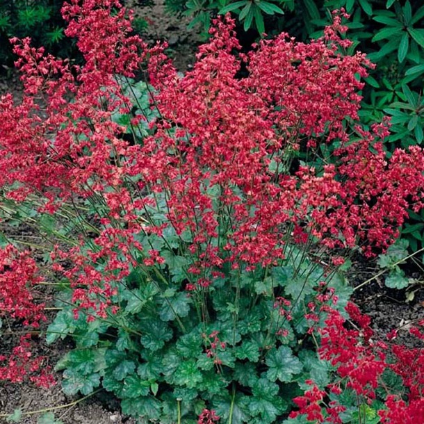 HEUCHERA sanguinea 'Ruby Bells' 12cm