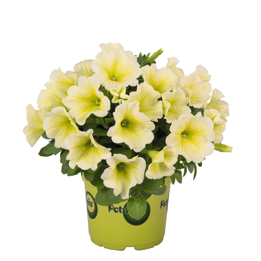 Petunia - Potunia® Yellow