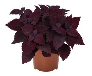 Koleus - Main Street SECOND STREET