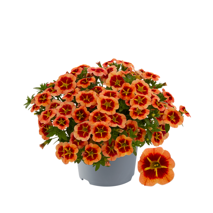 Calibrachoa - Cabaret®Compact Orange Star