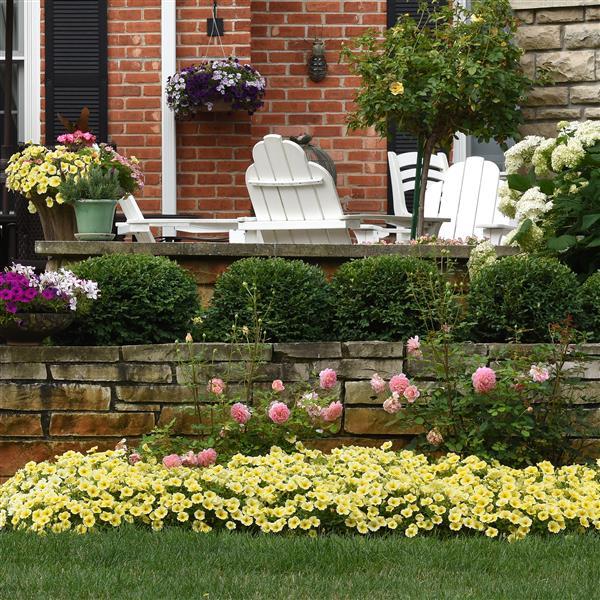 Petunia - Bee’s Knees yellow