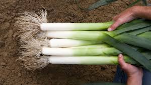 PÓR - LINCOLN - 6ks