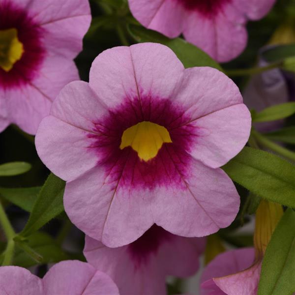 Calibrachoa - Cabaret® Early Light Pink Eye