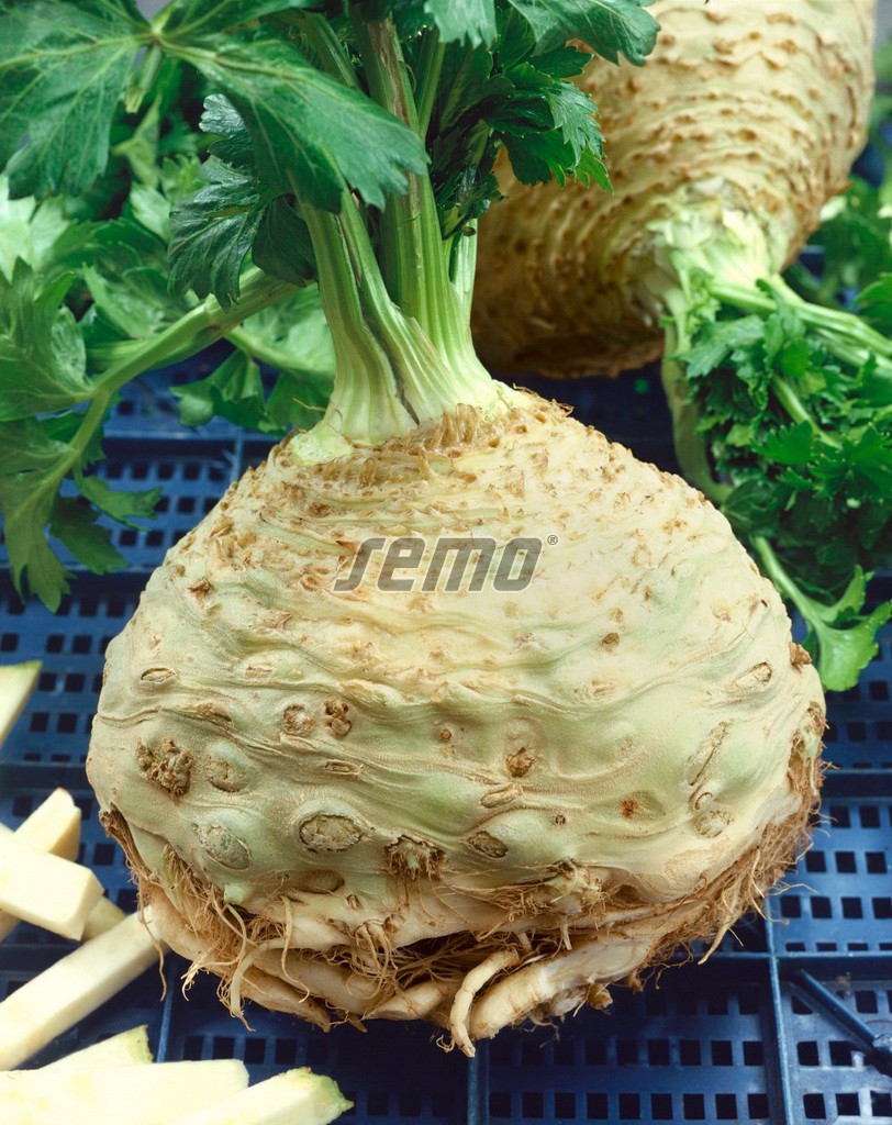 Neon - zeler buľvový bez antokyanu- 6 ks