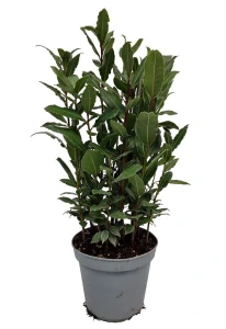 Bobkový list 10,5 cm