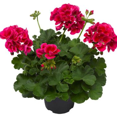 Závesný kvetináč Muškát CALLIOPE RED SPLASH- 27 cm