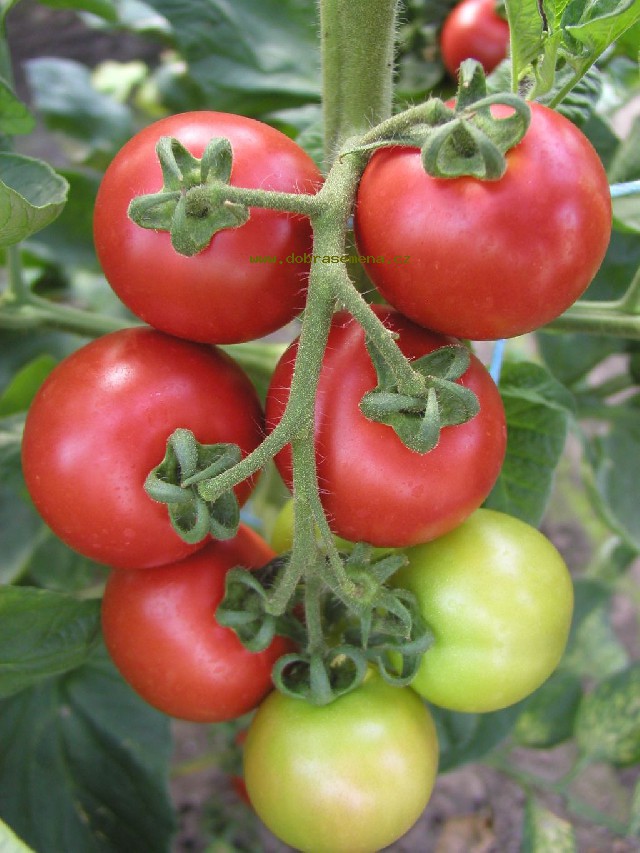 STRAPCOVÉ PARADAJKY "TORINO F1" kv. 9 cm -1ks