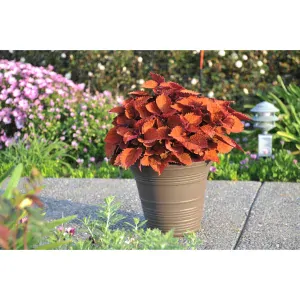 Koleus - Main Street WALL STREET