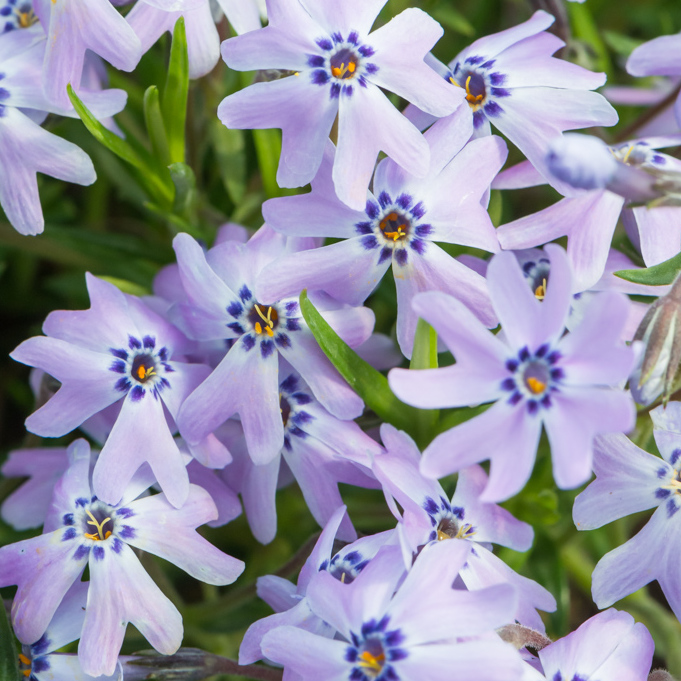 Phlox Emerald cushion blue kont. 0,5 l (11,0cm)