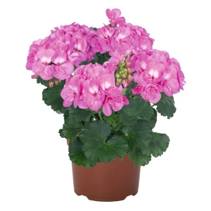Pelargonium Zonale Savannah TRUE PINK©