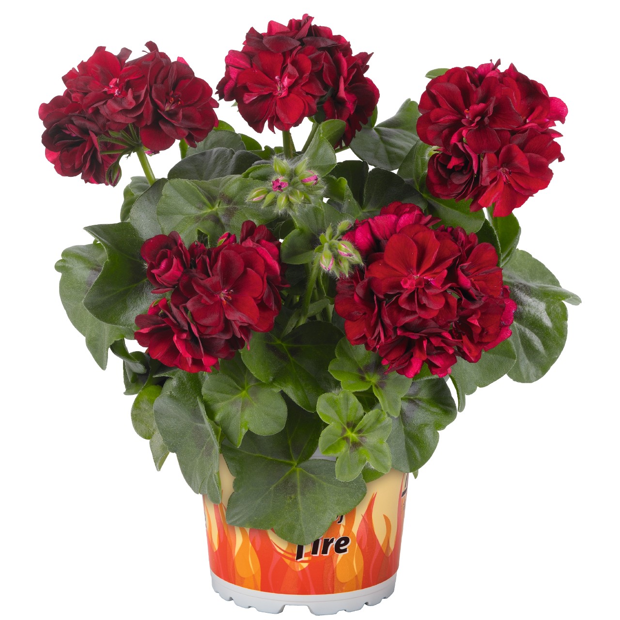 Pelargonium - Ťahavý muškát plnokvetý - Great Balls of Fire Merlot