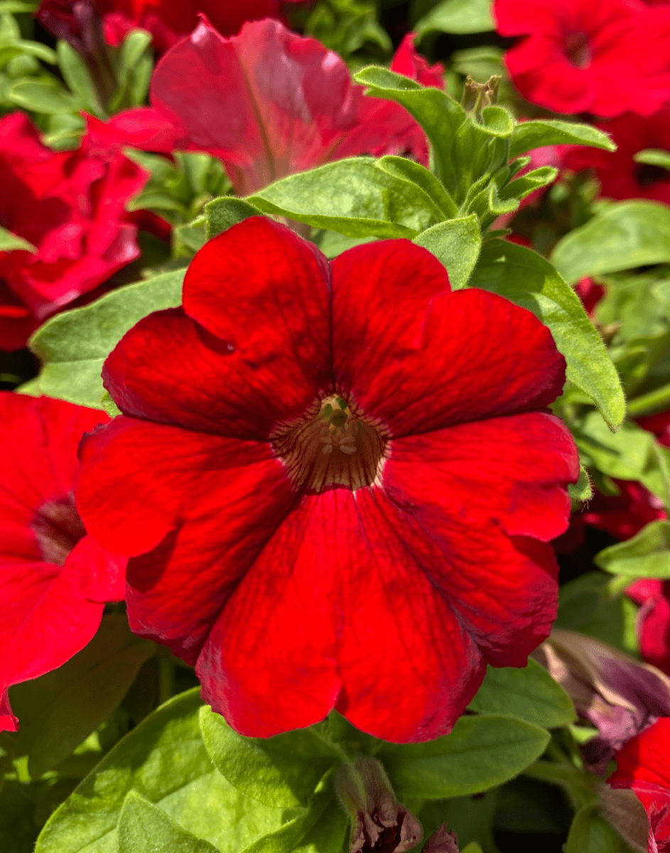 Petunia - Surfinia® Trailing Big Red