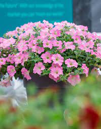 Petunia - Surfinia® Trailing Big Pink