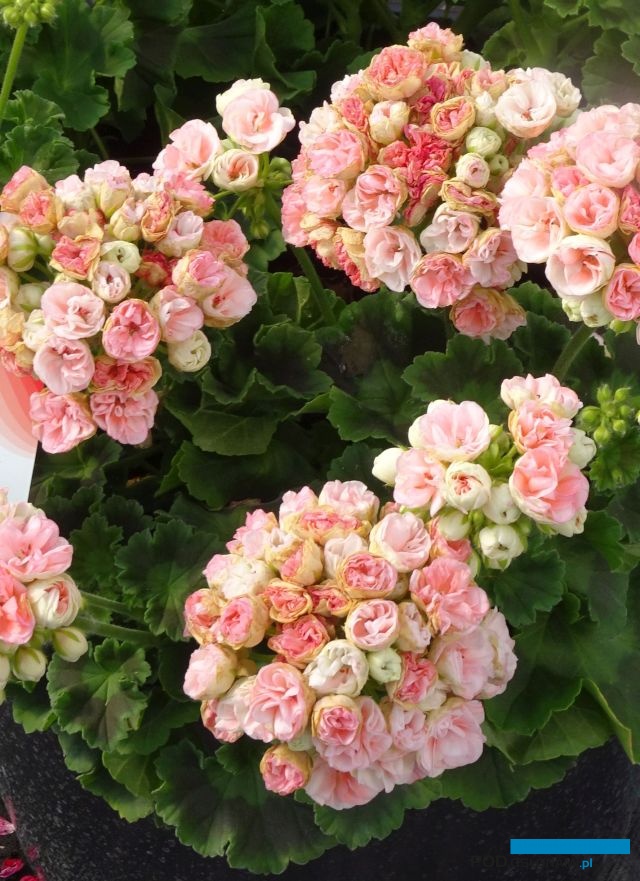 Pelargonium Zonale ROSEBUD ASTRID