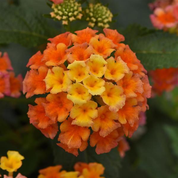 Lantana - Shamrock Peach kv. 12cm