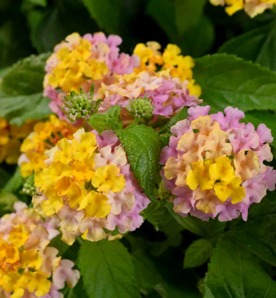 Lantana - Havana Rose kv.10,5 cm