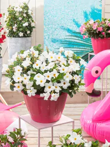 Mandevilla - White 1 výhonky