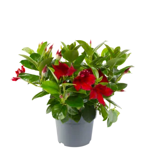 Mandevilla -RED  1 výhonky