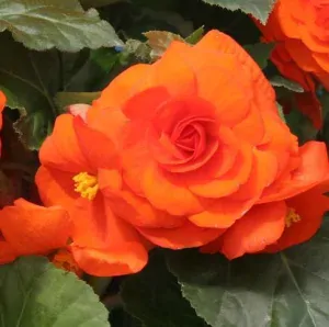 Begonia NONSTOP F1 ORANGE