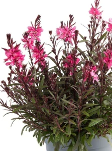 Gaura lindheimeriová- GAUDI® MEDIUM ROSE kont. 0,5 l (12cm)