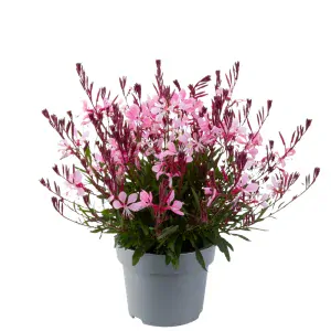 Gaura lindheimeriová - Gaudi® MEDIUM PINK kont. 0,5 l (12cm)