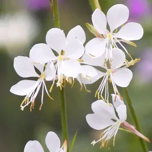 Gaura lindheimeriová- GAUDI® MEDIUM WHITE kont. 0,5 l (12cm)