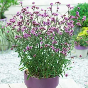 Verbena Bonariensis BONNIE BLUE kont. 0,5 l (12cm)