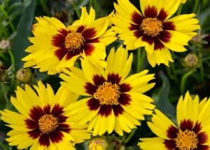 Coreopsis Sunkiss Yellow Red kont. 0,5 l (12cm)